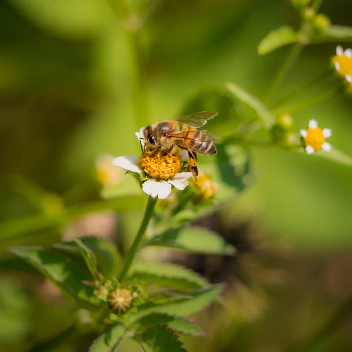 Abelha coletando néctar em uma flor branca do campo