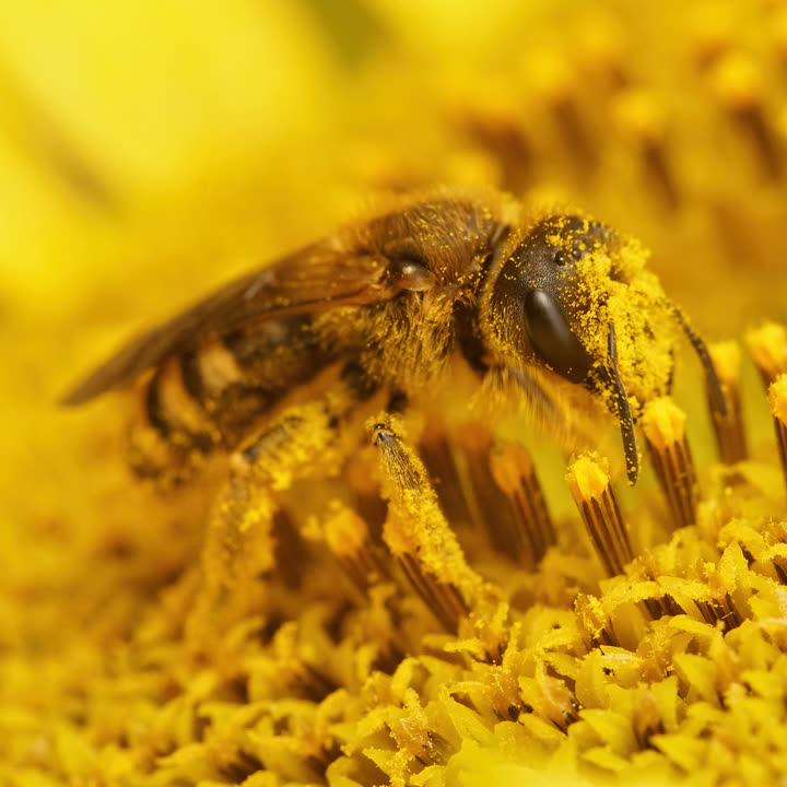 Abelha coberta de pólen dentro de uma flor amarela