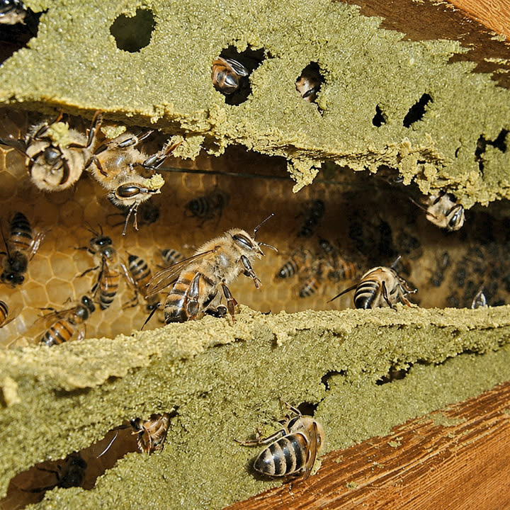 Abelhas trabalhando sobre o própolis verde dentro da colmeia